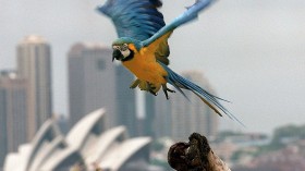 Panama, a rare blue and gold macaw (Ara ararauna