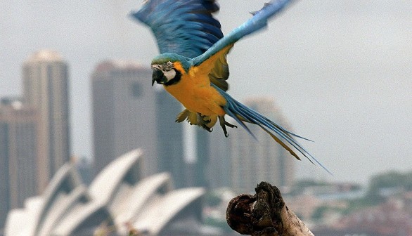 Panama, a rare blue and gold macaw (Ara ararauna