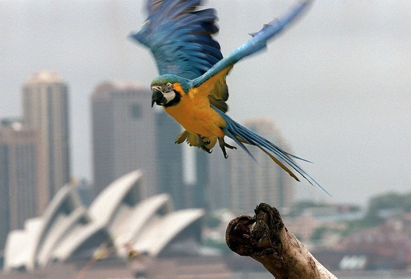 Panama, a rare blue and gold macaw (Ara ararauna