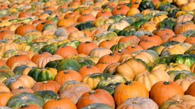 A photo of different kinds of pumpkin