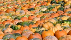 A photo of different kinds of pumpkin