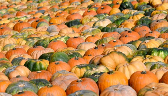 A photo of different kinds of pumpkin