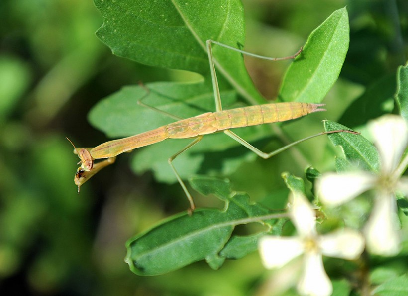 Praying Mantis 