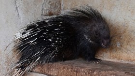 A photo of a porcupine