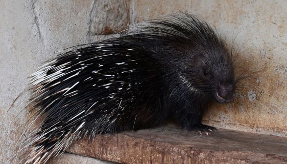 A photo of a porcupine