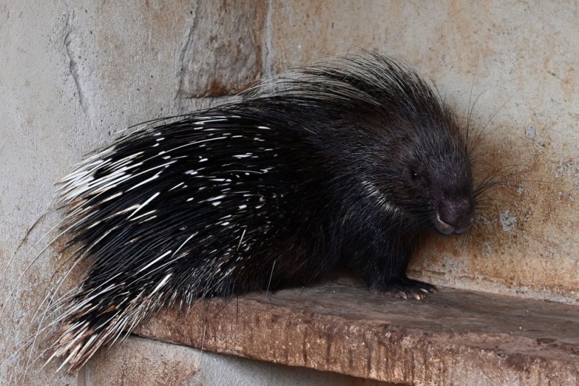 A photo of a porcupine