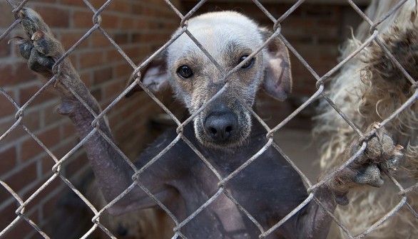 A photo of a Hairless dog breed