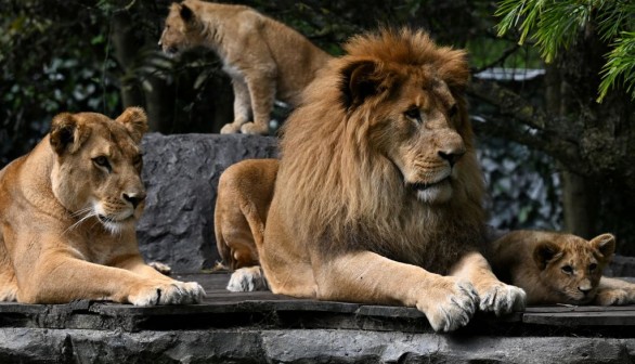 A photo of an adult lion and lioness