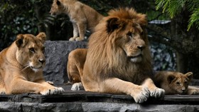 A photo of an adult lion and lioness