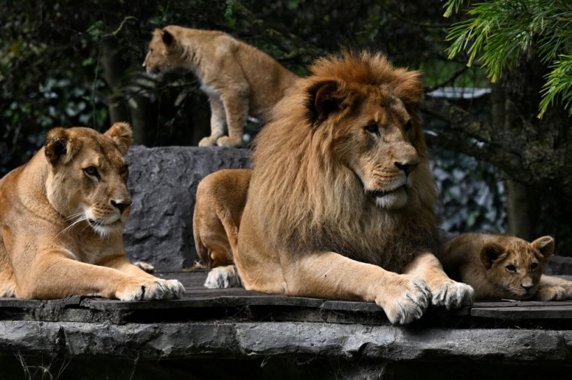 A photo of an adult lion and lioness