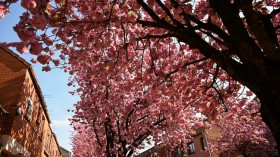 cherry blossoms