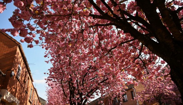 cherry blossoms