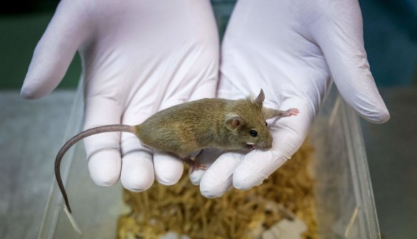 A laboratory rat