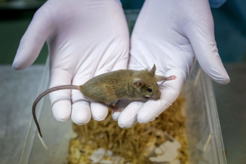 A laboratory rat
