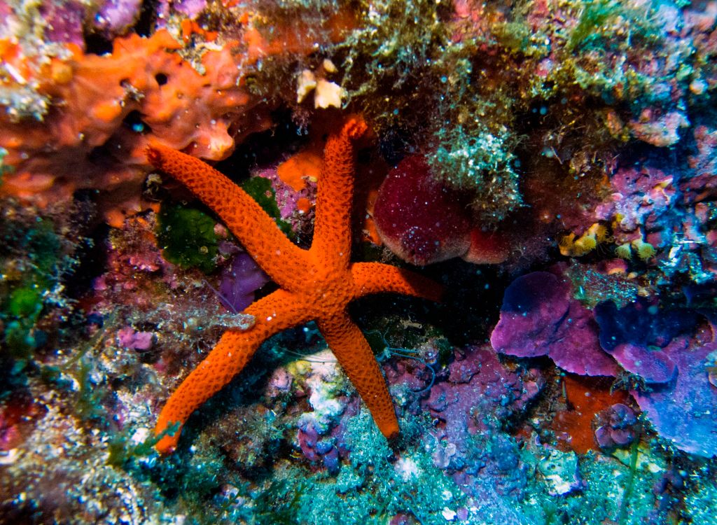 Starfish bodies are really just heads, new research says