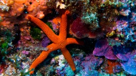 Starfish: Head that Crawls on the Seafloor, Genetic Sequencing Reveals