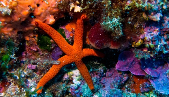 Starfish: Head that Crawls on the Seafloor, Genetic Sequencing Reveals