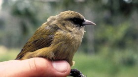 Last 5 'Akikiki Bird Faces Possible Extinction as Non-Native Mosquitoes Bring Malaria to Hawaii