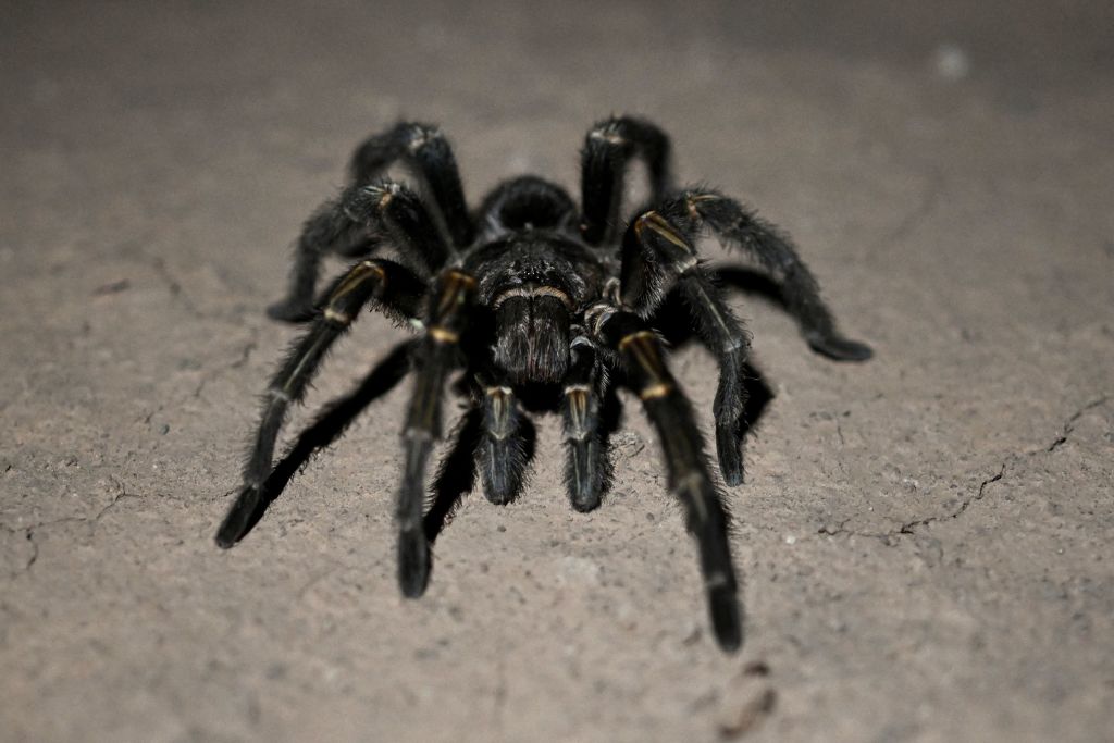 Joro Spiders: All about the spider species that is spreading across U.S. -  The Economic Times