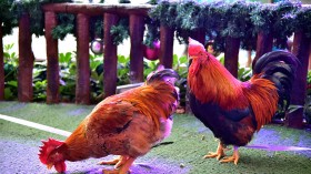 Cocks And Hens Beauty Contest In Guangdong