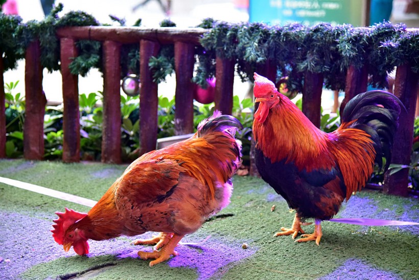 Cocks And Hens Beauty Contest In Guangdong