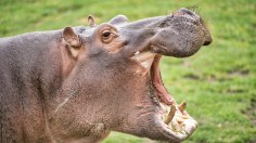 Invasive Cocaine Hippo Population