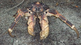 Monster Coconut Crab