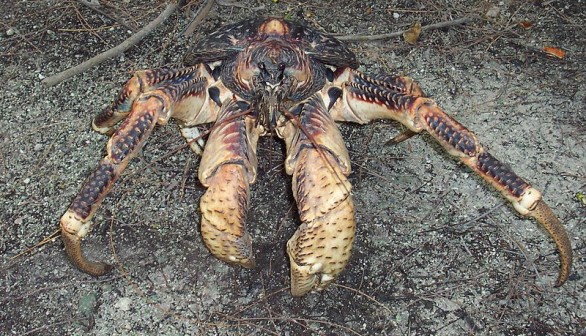 Monster Coconut Crab