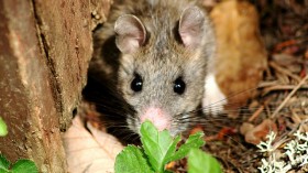 woodrat