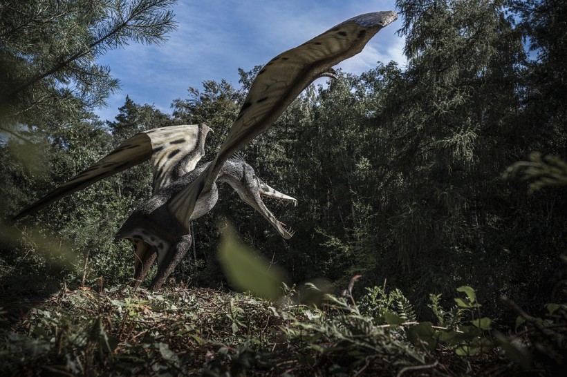 Giant Flying Reptile