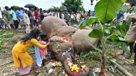 death of elephant