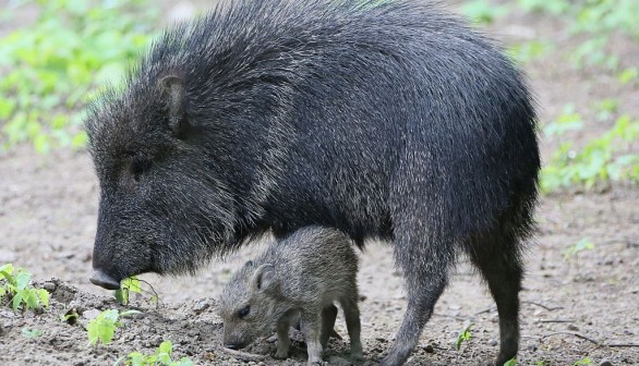 Javelina 'The Tasmanian Devil' Wreaks Havoc in Arizona Golf Course While Looking for Earthworms
