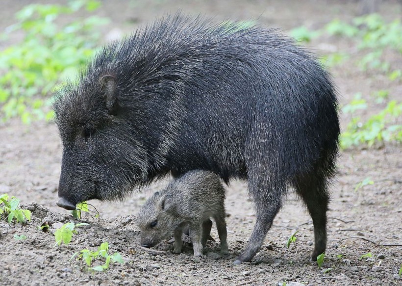 Javelina 'The Tasmanian Devil' Wreaks Havoc in Arizona Golf Course While Looking for Earthworms