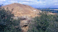 13,000-Year-Old Oak Tree in Danger as California Urban Development Proposal Covers Area, Advocates Worry