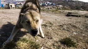 Wolf Hybrid On The Loose in Sebastopol Outskirts, California Officials Warn 'Do Not Approach'