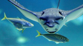 A ray swims in a five-meter depth aquari