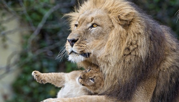 Dad and his cub