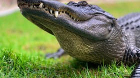 Florida Alligator Attack