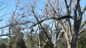 Rollercoaster Severe Weather Forces Texas Pecan Trees to Dangerously Self-Prune at the Wrong Time