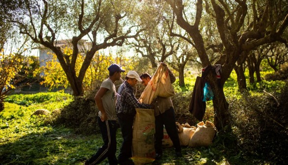 Olive Oil Price Hike Causes Wave of Opportunistic Illegal Loggers, Grove Robbers Outside Athens