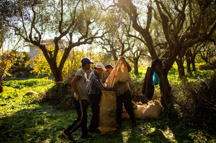 Olive Oil Price Hike Causes Wave of Opportunistic Illegal Loggers, Grove Robbers Outside Athens
