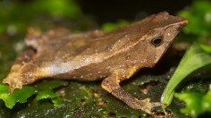 Bolivian Beaked Toad Belongs to New Species, 20-Year DNA Sequence Corrects Decades of Misidentification