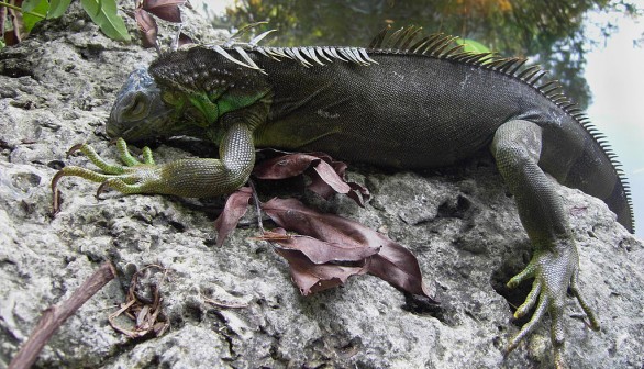 Frozen Iguana Season: Iguanas Fall From Trees as Temperatures in Florida Drop for Winter