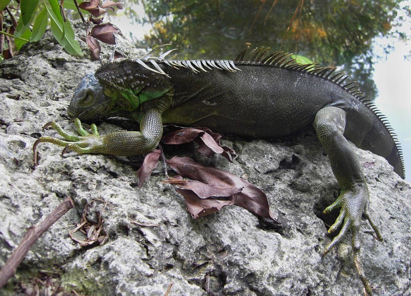 Frozen Iguana Season: Iguanas Fall From Trees as Temperatures in Florida Drop for Winter