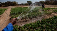 Hemp Crop Is Harvested In Zimbabwe