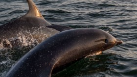 DENMARK-ANIMALS-DOLPHINS