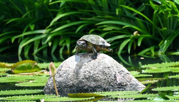 SINGAPORE-ANIMAL