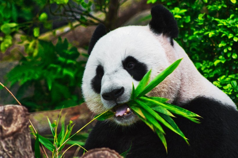 Us Panda Diplomacy Decades Long Deal Expires Forcing Giant Pandas