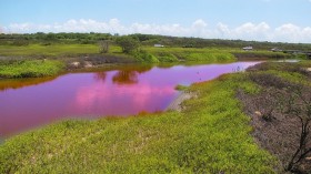 Pink Water in Maui: Algae Phenomenon Turns Pond Into 'Pepto Bismol Pink,' Drawing Onlookers