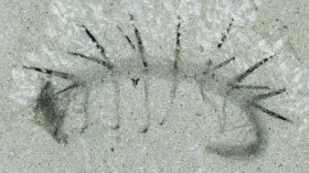 Fossil Hallucigenia sparsa from the Burgess Shale